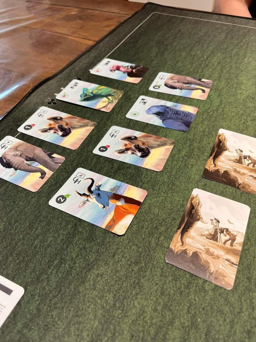 Safari Photo