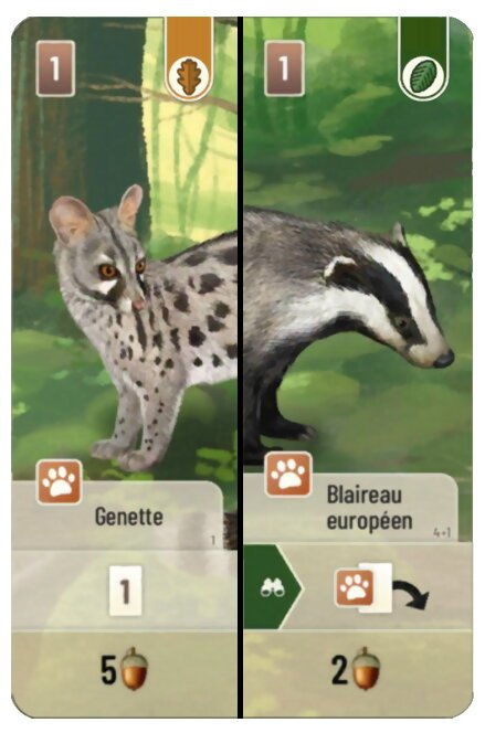 Forêt Mixte - Genette / Blaireau Européen