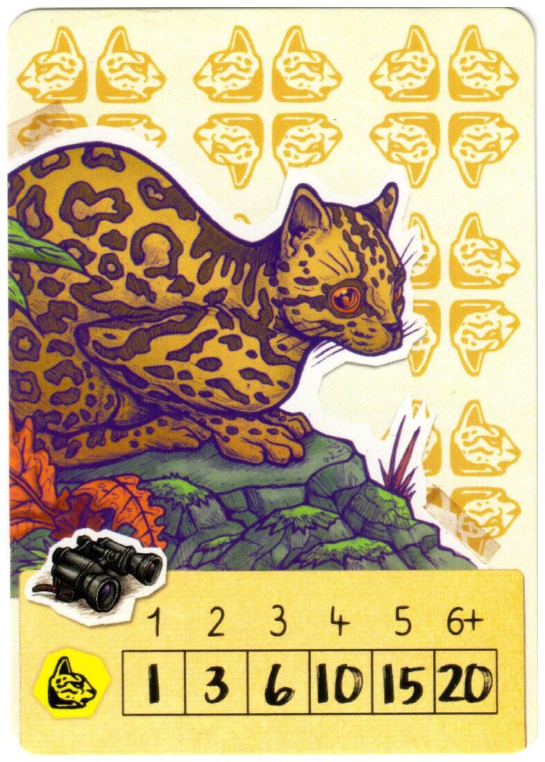 Trek 12 - Amazonie - Ocelot