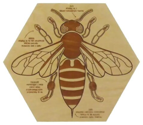 Puzzle En Bois - Anatomie De L'abeille