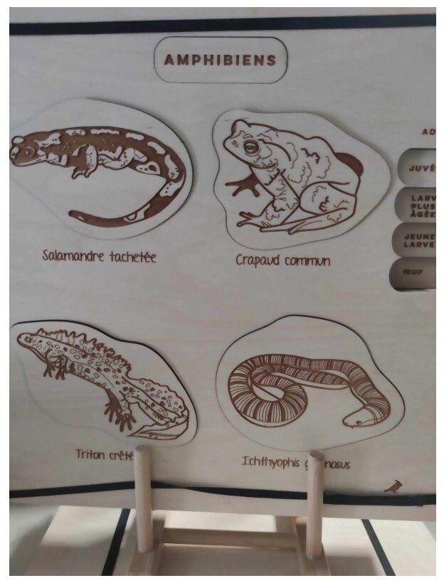 Puzzle En Bois Les Différents Cycles Des Reptiles