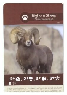Earth - Bighorn Sheep/Rocky Mountain Elk