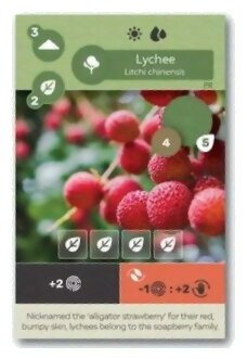 Earth - Lychee