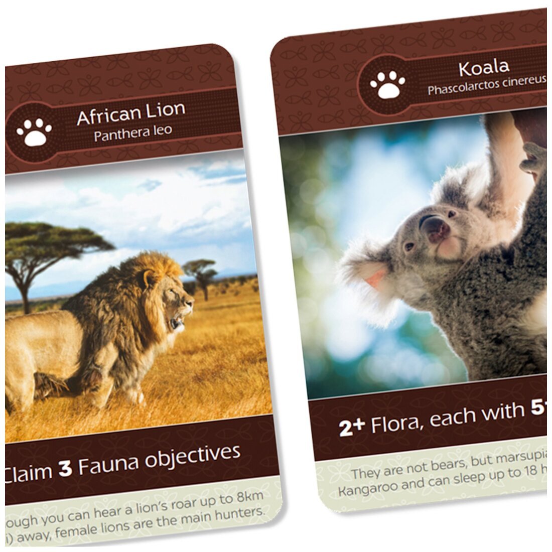 Earth - African Lion & Koala