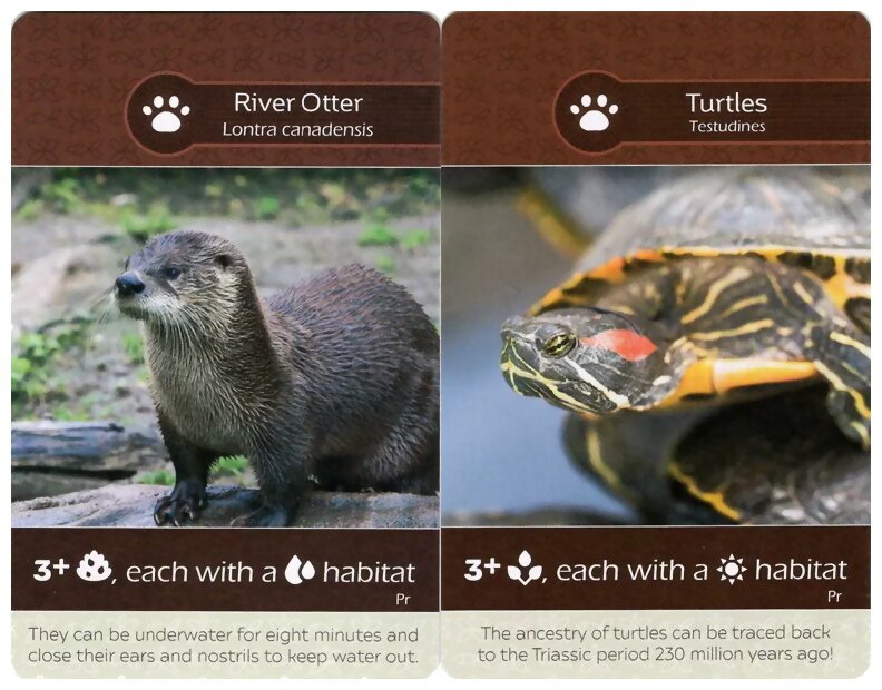 Earth - River Otter/Turtles