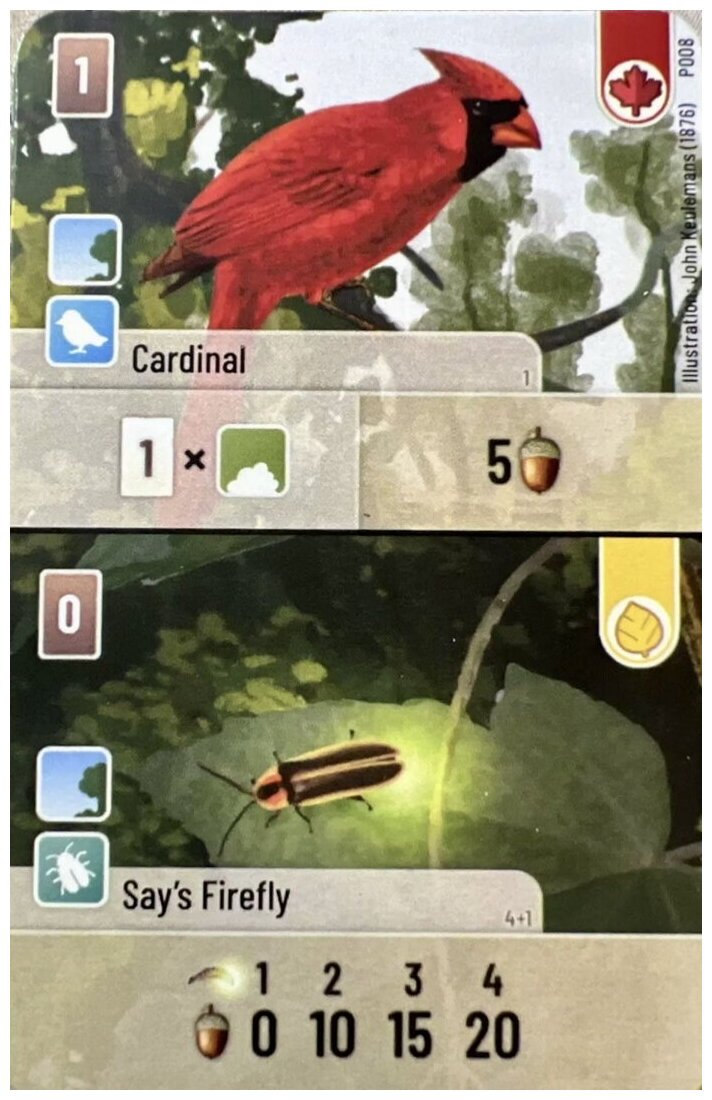 Forest Shuffle - Cardinal / Say's Firefly