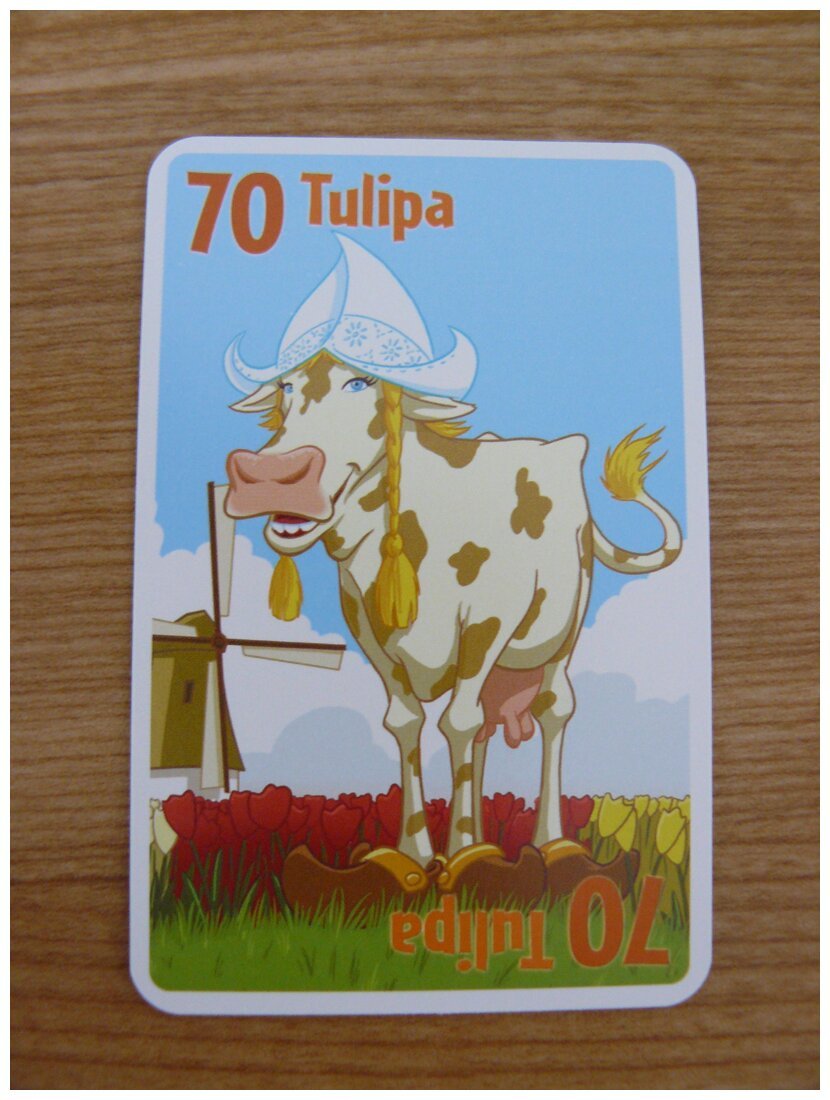 Pit - Tulipa