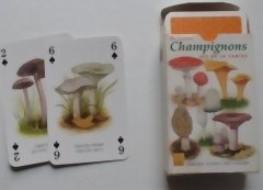Photo: Champignons