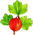 Gooseberry