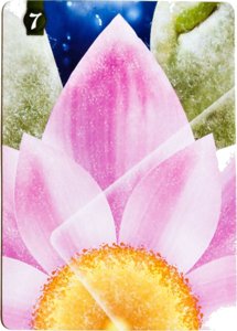 Lotus - carte alternative 7 Frosted Lotus Petals