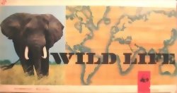 Wild Life