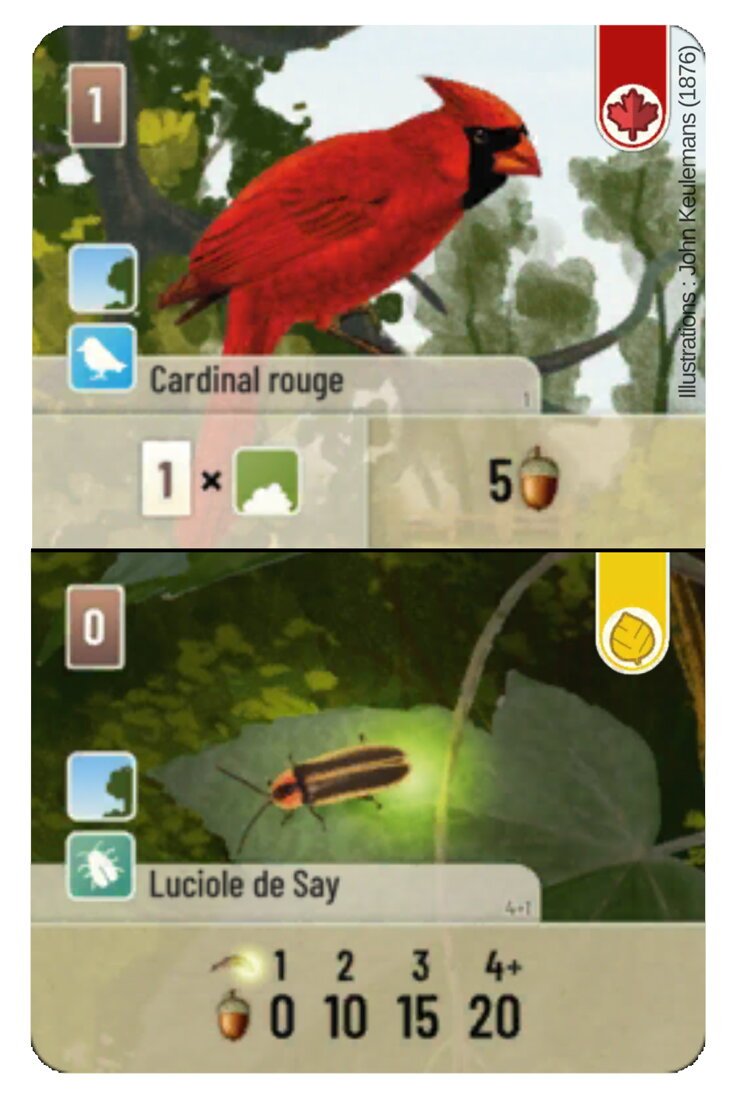 Forêt Mixte - Cardinal Rouge / Luciole De Say