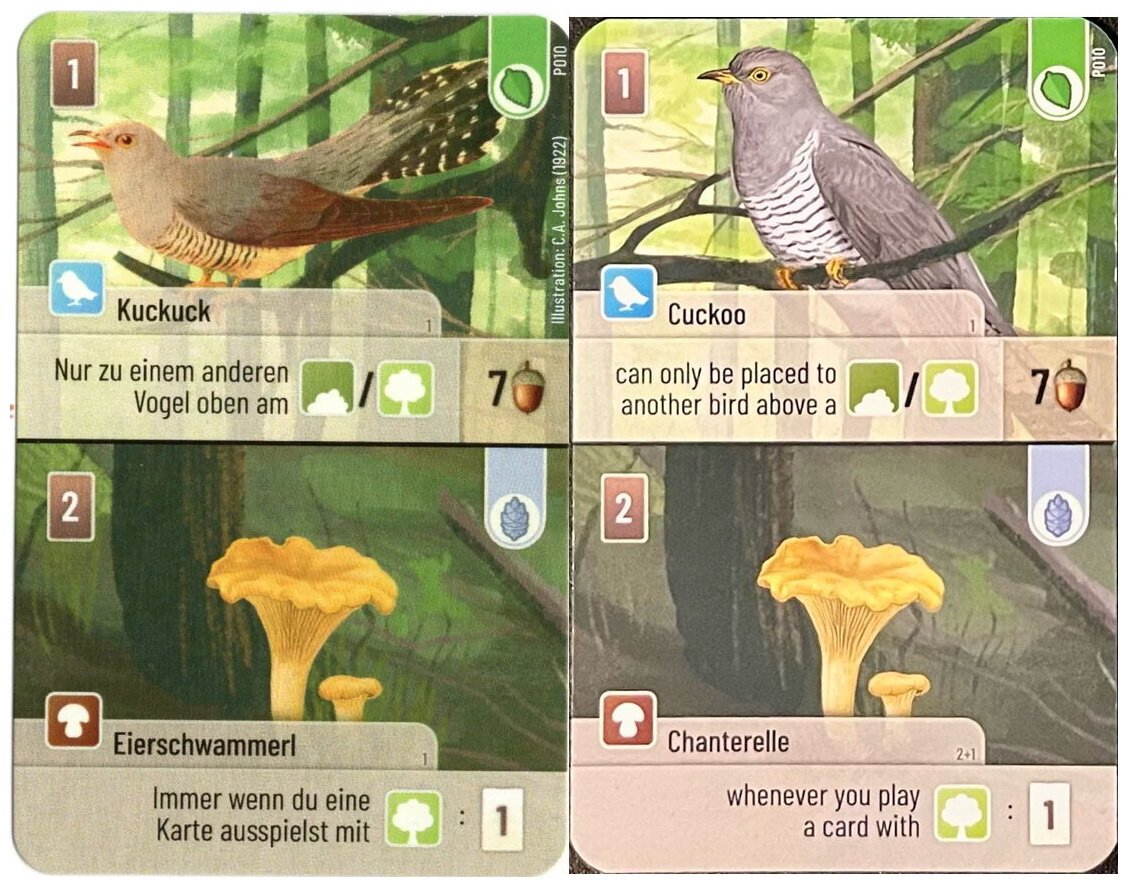 Forêt Mixte - Cuckoo / Chanterelle