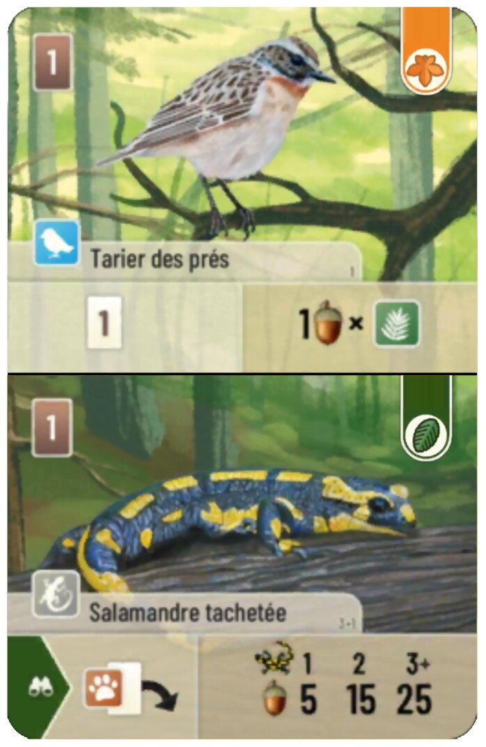 Forêt Mixte - Tarier des près / Salamandre tachetée