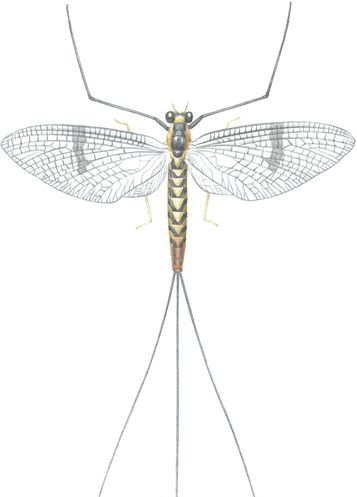 Mayfly