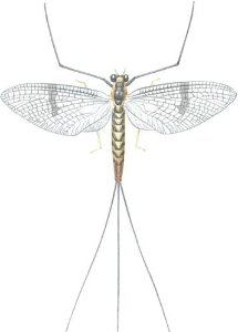 Mayfly